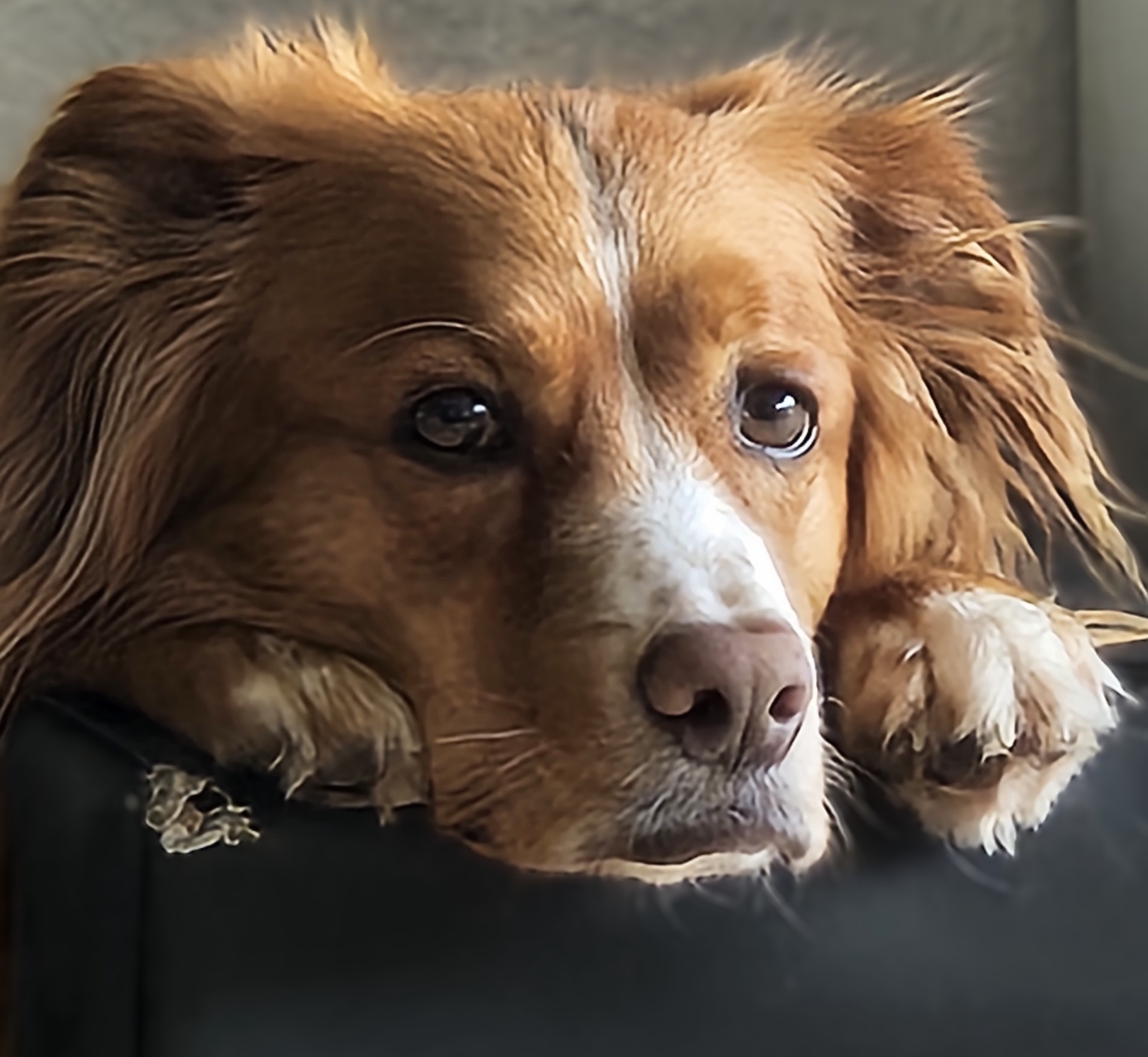 Cooper - NovaScotiaDuckTollingRetriever